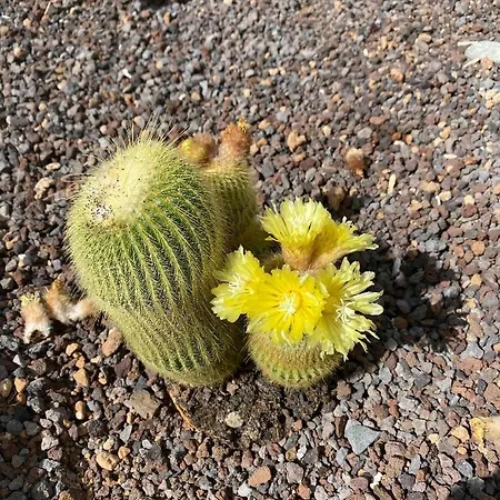 Adeje Vina Del Mar Apartment